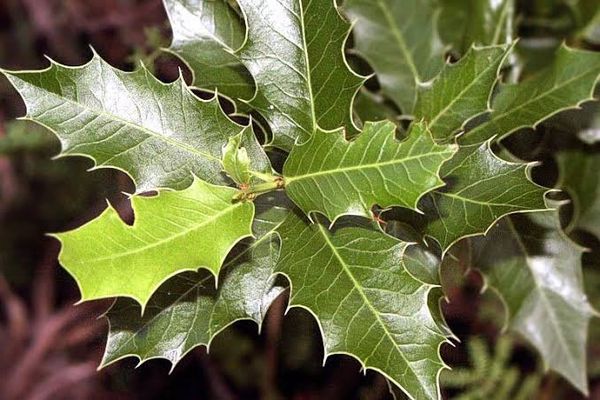 Identificação da planta Espinheira-santa por foto